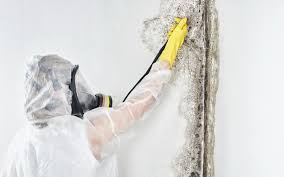 Reliable Monsey, NY Mold Remediation Solutions